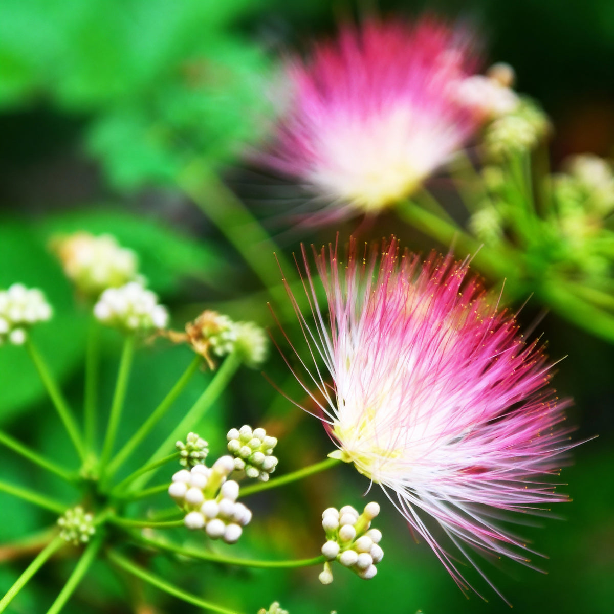 Magnolia and Albizia: Calming Herbs That Work Better Together